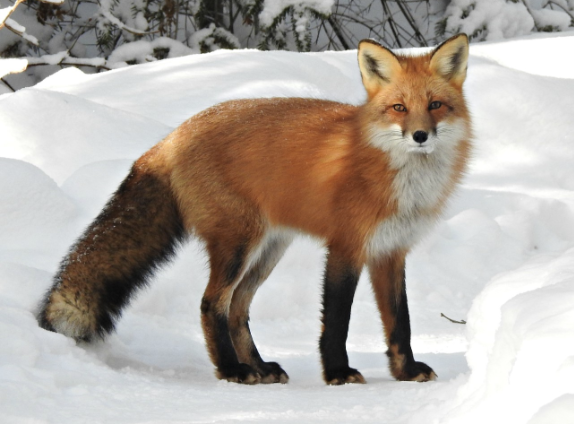 Photo of a red fox in the snow