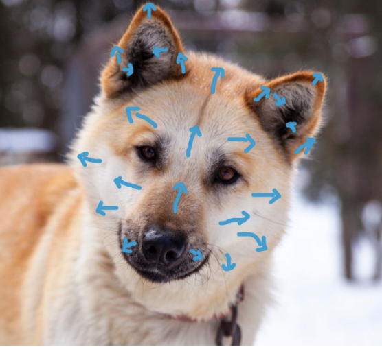 Portrait of a dog tilting its head. Blue arrows are drawn on top highlighting the fur direction on its face