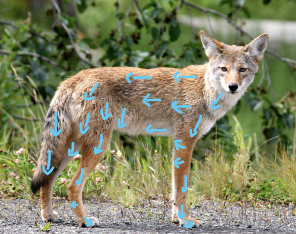 Photo of a coyote with blue arrows highlighting the fur direction on its body