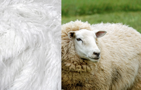 Curly white faux fur on the left, photo of a sheep on the right